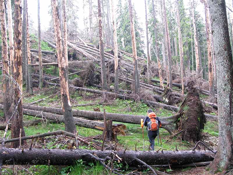 waldschoeckl
